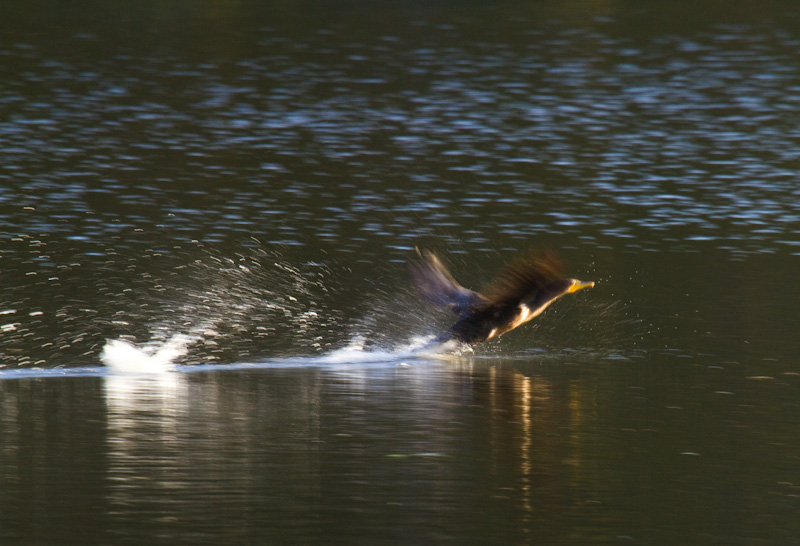 Double-Crested Cormorant Taking Flight